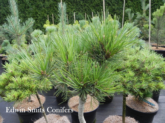 Pinus sibirica 'Oligarkh' (# 03)